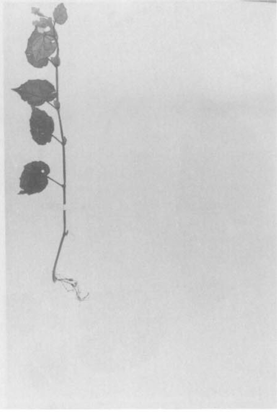 B. horsfieldii